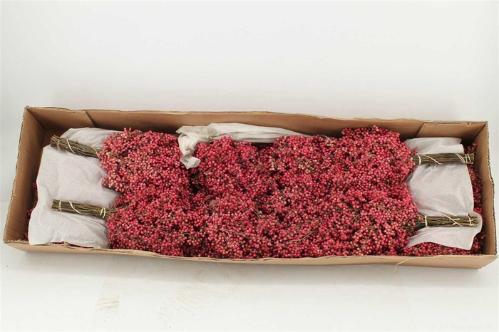 Schinus molle (decor met bes) per bos