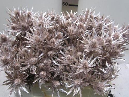 Eryngium planum kleurbehandeld H%