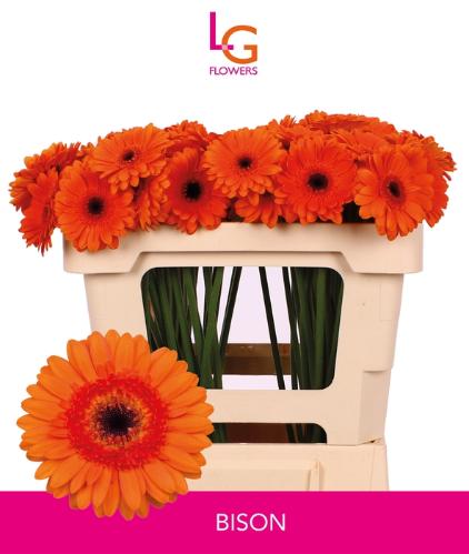 Gerbera mini 'Bison'