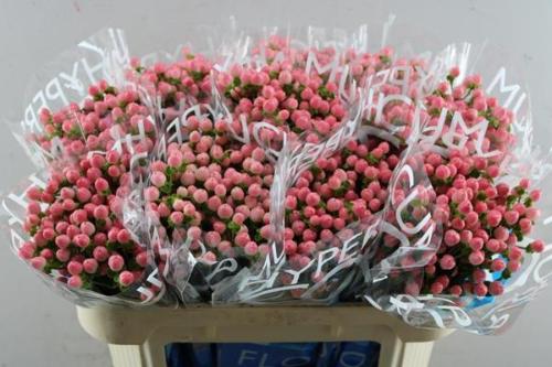 Hypericum Coco Casino