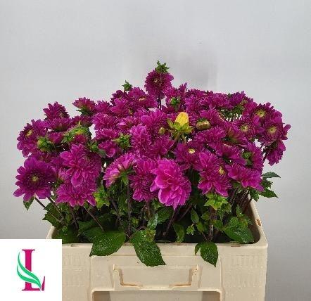 Dahlia Ball Grp 'Purple Fox'