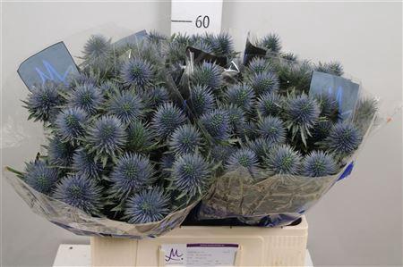 Eryngium planum Magnetar Questar