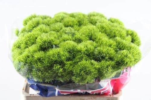 Dianthus barbatus Kiwi Mellow