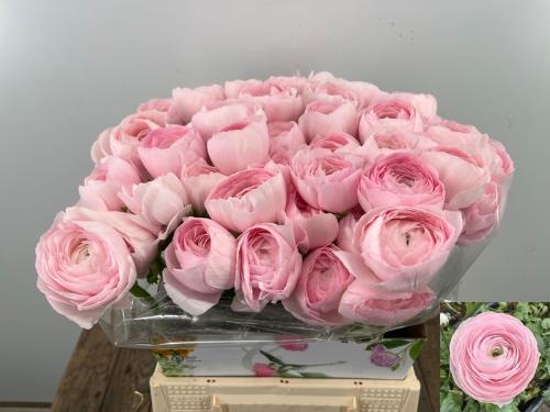 Ranunculus asiaticus Succes Hanoi