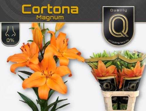 Lilium (LA-hybrids Grp) 'Cortona'