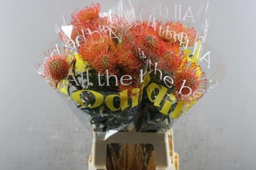 Leucospermum cordifolium 'Succession'