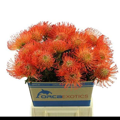Leucospermum cordifolium 'Succession'