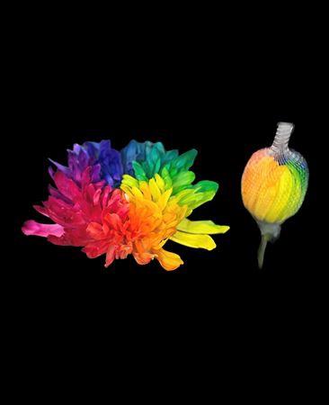 Chrysanthemum (Indicum Grp) geplozen Antonov kleurbehandeld H%
