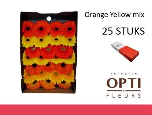 Gerbera grootbloemig overig