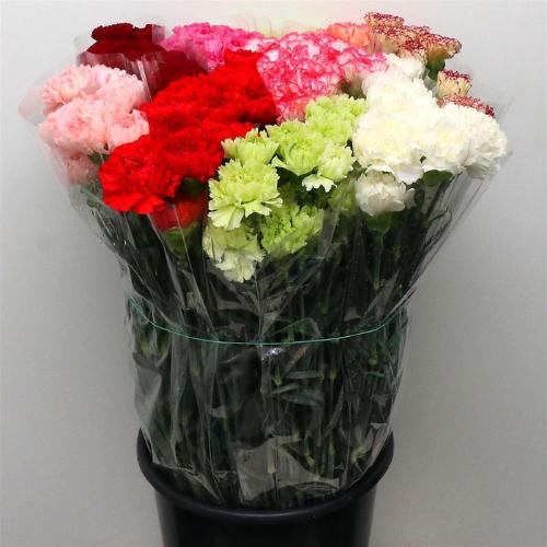 Dianthus standaard gemengd