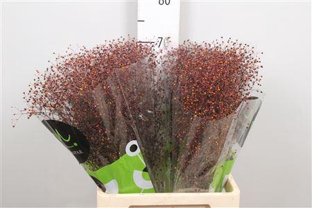 Talinum paniculatum 'Long John'