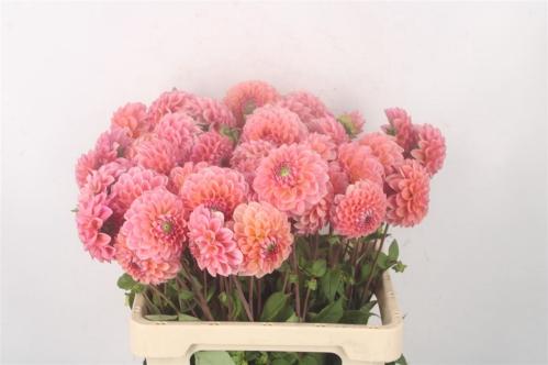 Dahlia 'Linda's Baby'
