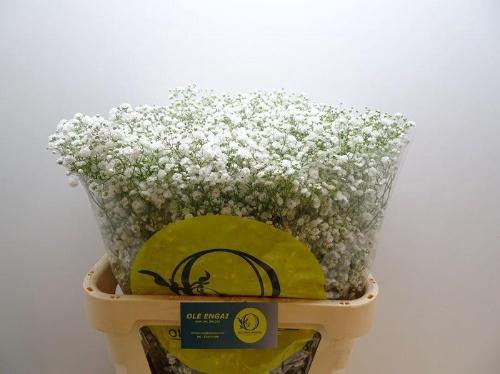 Gypsophila paniculata Xlence