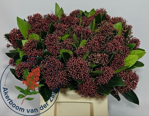 Skimmia per bos japonica 'Rubella'