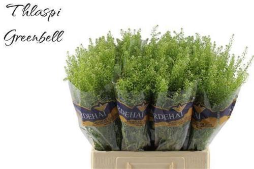 Thlaspi Green Bell