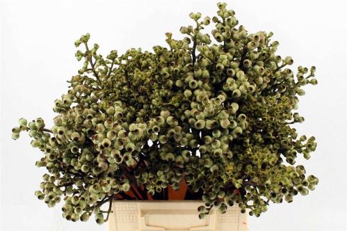 Eucalyptus overig met bes