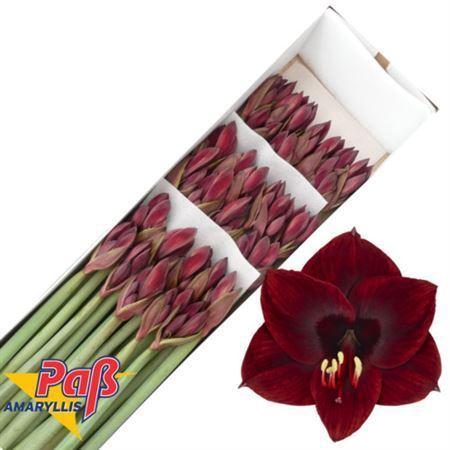 Hippeastrum Colibri Grp 'Lilliput'