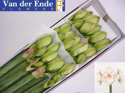 Hippeastrum Double Galaxy Grp 'Nymph'