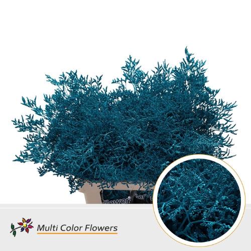 Limonium overig kleurbehandeld H%