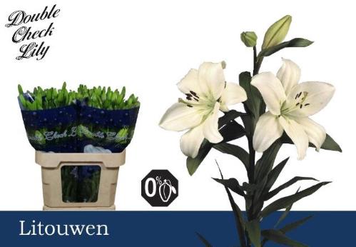 Lilium Longiflorum x Aziatische Grp 'Litouwen'