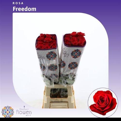 Rosa grootbloemig Freedom