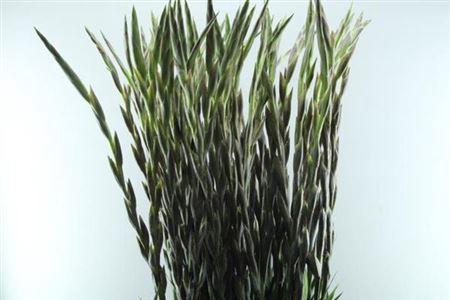 Gladiolus grootbloemig 'Milka'