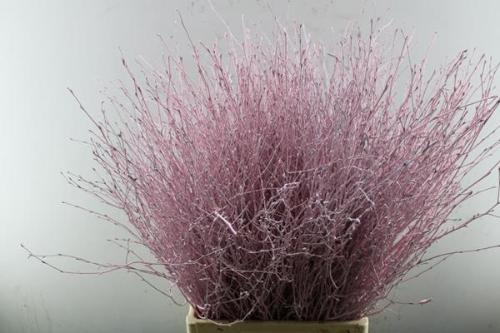 Betula kleurbehandeld H%