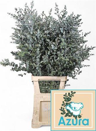 Eucalyptus gunnii Azura