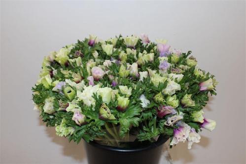 Anemone coronaria Marianne gemengd