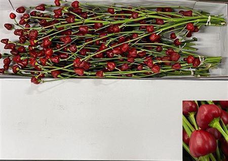 Capsicum annuum per bos overig rood