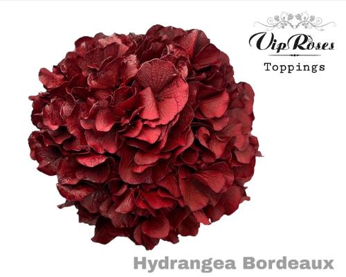 Hydrangea overig kleurbehandeld H%