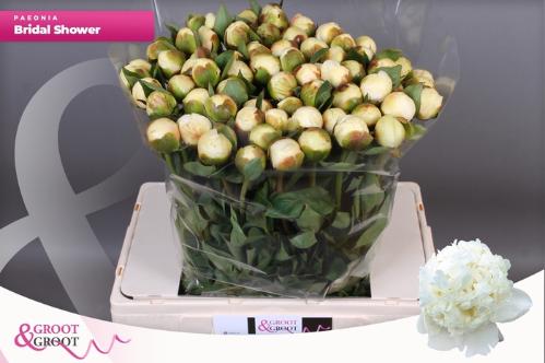 Paeonia Lactiflora Grp 'Bridal Shower'