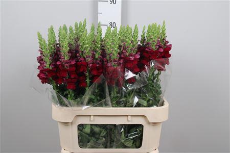 Antirrhinum majus 'Potomac Red'