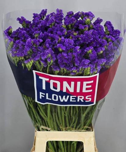 Limonium sinuatum 'Crystal Dark Blue'