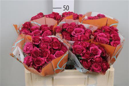 Rosa tros Cheyenne