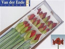 Hippeastrum Galaxy Grp 'Red Lion'