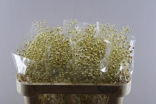 Rosa Rosefruits Elite