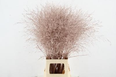 Siergras kleurbehandeld H%