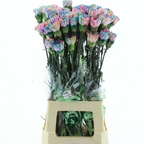 Dianthus standaard kleurbehandeld H%