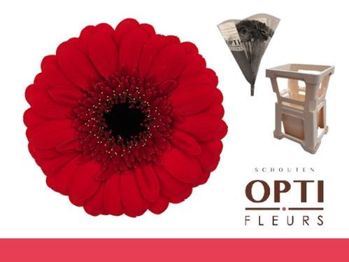 Gerbera mini Red Ruby