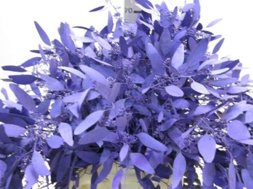 Eucalyptus kleurbehandeld per bos H%