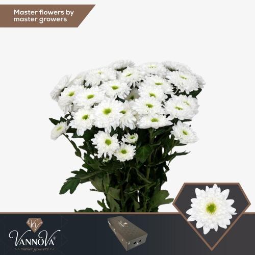 Chrysanthemum (Indicum Grp) tros Commander