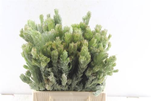 Kaaps Groen