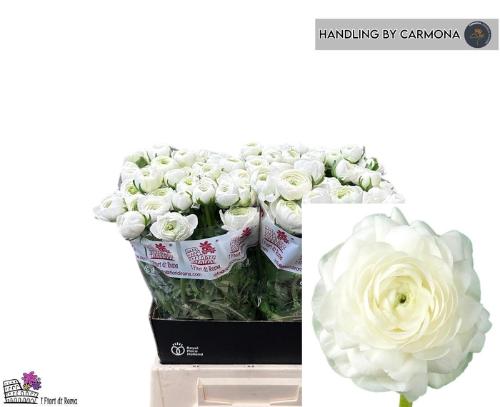 Ranunculus asiaticus 'Elegance White'