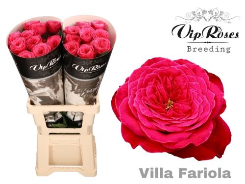 Rosa grootbloemig Villa Fariola