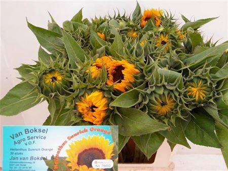 Helianthus annuus 'Sunrich Orange'