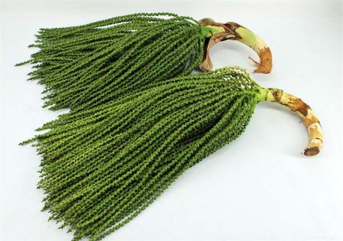 Caryota mitis