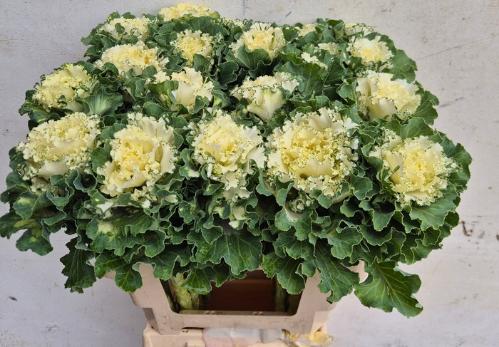 Brassica oleracea 'Crane Ruffle White'