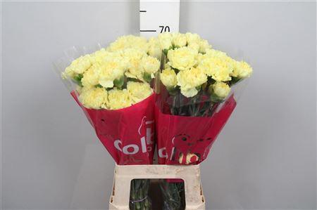 Dianthus standaard Hermes