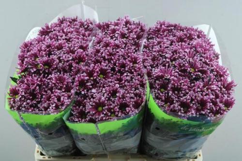 Chrysanthemum (Indicum Grp) tros santini Miri